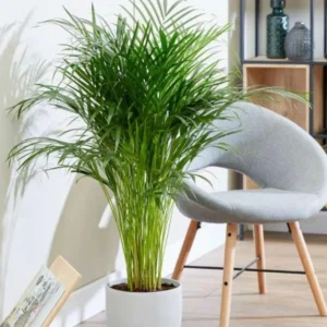 areca plant