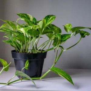 money plant