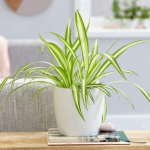 spider plant