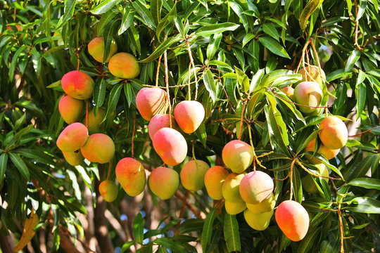 fruit2